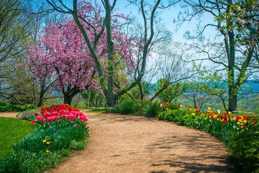 Curved dirt path bordered by blooming tulips and trees with pink blossoms in a vibrant spring garden.
