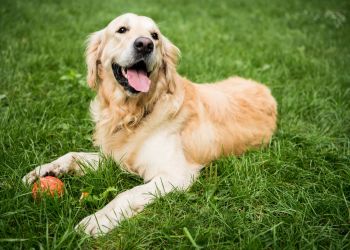Golden retriever lying on green grass with its tongue out, next to an orange ball.